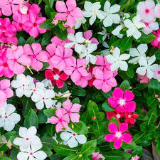 Maybe you would like to learn more about one of these? Vinca Catharanthus Roseus My Garden Life