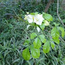 Image result for Cladostemon kirkii