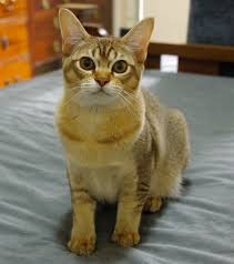 ‪Asian cat - Wikipedia‬‏