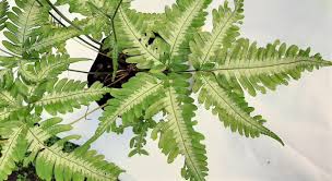 Image result for Pteris atrovirens