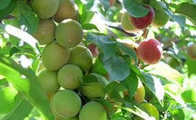 This video covers the main. 4 Benefits Of Thinning Fruit Trees Stark Bro S