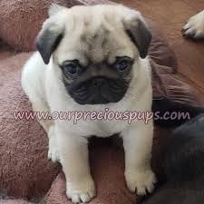 Pug puppies can be intimidating at first, as they seem to small, cute, and delicate. Our Precious Pups English Bulldogs French Bulldogs Pugs