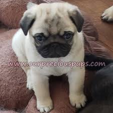 Located in southern oregon on the california/oregon border, we are small hobby breeders in good standing with akc and licensed by jackson county animal control. Our Precious Pups English Bulldogs French Bulldogs Pugs