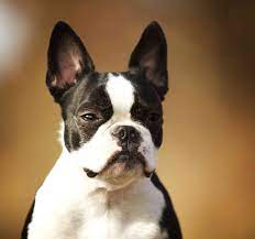 Difference in grooming needs, lifespan, trainability and more. Boston Terrier French Bulldog Mix Aka Frenchton Dog Boston Terrier Funny Boston Terrier Terrier