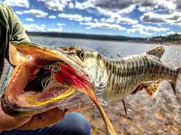Muskies synonyms, muskies pronunciation, muskies translation, english dictionary definition of muskies. What Is A Tiger Muskie Flylords Mag