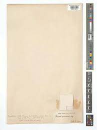 Image result for Chenolea diffusa