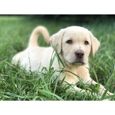 However, free dogs and puppies are a rarity as shelters usually charge a small adoption fee to cover their expenses. Yellow Lab Puppies For Sale Michigan Off 61 Www Usushimd Com