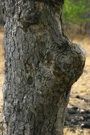 Image result for Pseudolachnostylis