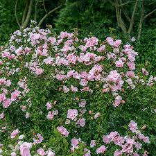 Image result for Hibiscus syriacus ´Pink Chiffon
