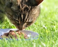 Is your cat overweight or obese. What Is The Best Cat Food How I Narrowed It Down To A Short List Natural Cat Care Blog