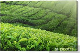 We did not find results for: Tea Plantation Cameron Highlands Malaysia Canvas Print Pixers We Live To Change