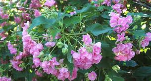 Image result for Dombeya