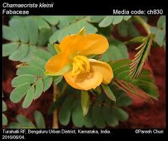Image result for Chamaecrista paralias