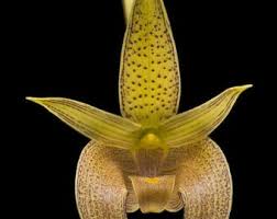 Image result for Bulbophyllum prorepens