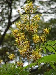 Image result for Caesalpinia sappan