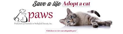 Cat adoptions directly from the current owner or shelter. Welcome To Paws Wakefield An Animal Welfare Organization