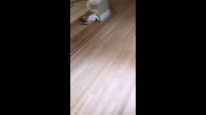 The flooring was sold between 2011 and 2015, and was purchased by 614,000 customers in the united states. Wholesale Golden Oak Laminate Flooring Manufacturer And Supplier Factory Supplier Topjoy