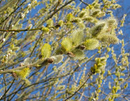 Картинки по запросу вербні вітки