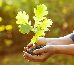 Image result for oak sapling