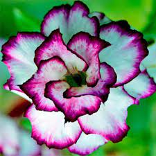 Favorable 200pcs Rainbow Rose Seeds Rare Flower Perennial Potted Rose Plant Seeds Diy Garden Seeds Newchic Mobile Desert Rose Plant Rose Seeds Planting Roses