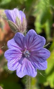Image result for Geranium bohemicum Orhcid Blue