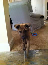 Check spelling or type a new query. German Shepherd Terrier Mix Puppy Free Please Help For Sale In Dallas Texas Classified Americanlisted Com