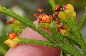 Image result for Thymelaeaceae