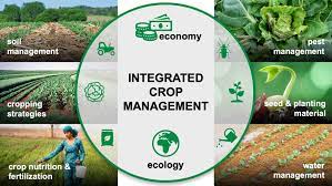 Pest—formerly restricted in common use to insects and certain rodents, now applies to all noxious and damaging organisms. Integrated Crop Management Cabi Org
