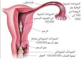 كيف يحدث الحمل بين الزوجين فيديو بالتفصيل مراحل تكوين الجنين بالصور المؤسسة للتوظيف