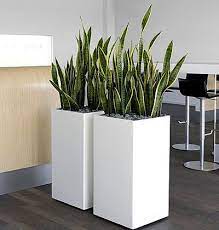 Und sind nicht auszurotten als mit feuer und schwert und einer mutigen unternehmung. Herkunft Wuchs Lebensform Pflege Verwendung Ideale Begleitpflanzen U V M Pflanzen Pflanzen Fur Innen Zimmerpflanzen