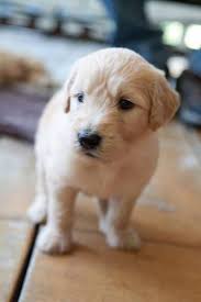 Always included in the purchase of a virginia doodle you will receive a lifetime of. Goldendoodle Puppies For Sale Virginia Beach Animal Pet