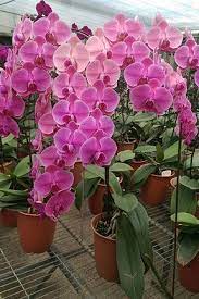 phal ben yu orange orange blossom ming chao arai x ben yu star beautiful orchids orchids hanging orchid