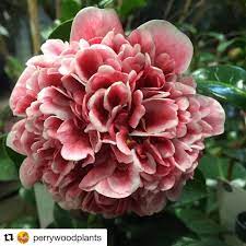 Repost Perrywoodplants Get Repost The Flowers On This Camellia Volunteer Are Amazing Camellia Winterflowers Gard Winter Flowers Garden Center Flowers