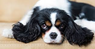 Medium Dogs For Sale Near Me Online