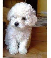 Best Of Venta De French Poodle Mini Toy En Puebla And Description French Poodles Poodle Mini