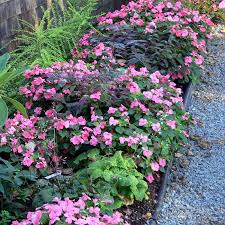 Garden Path Lined With Impatiens Plants Garden Paths Garden Design