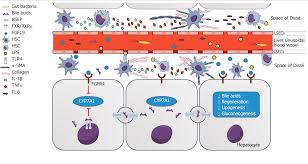 That's because blood gives us insight into what we can't see from the outside. Gut Liver Axis Signaling In Portal Hypertension