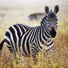 Zebra is an ip routing manager. Wild Zebras In The City Klm Travel Guide