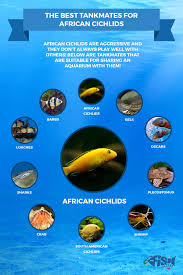 African Cichlids For Sale The Ultimate Guide To African