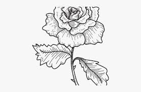✓ free for commercial use ✓ high quality images. Flower Sketch Flower Sketch Png Transparent Png Transparent Png Image Pngitem