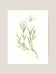 Image result for Cynodon dactylon