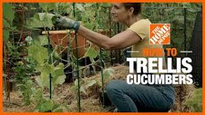 There's no better way to grow vining cucumbers than on cucumber support. How To Trellis Cucumbers The Home Depot