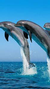 pin von stacey neilson auf ocean s beauty tiere wild delphine tierfamilien