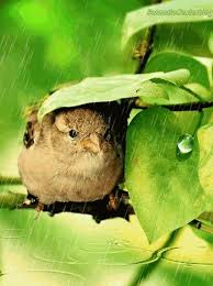 Dance In The Rain Beautiful Birds Cute Animals Birds