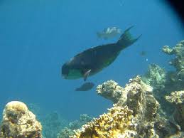 The venue is 10 km from the city centre and adjacent to. Coral Reef At Hotel Picture Of Desert Rose Resort Hurghada Tripadvisor