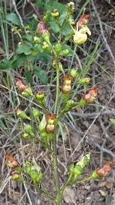 Image result for Cyathula lanceolata