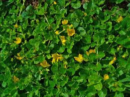 Image result for Lysimachia djalonis