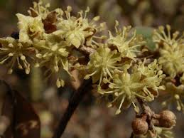 Image result for Croton gratissimus