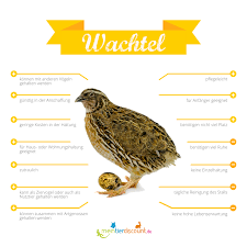 Start typing and press enter to search Wachtel