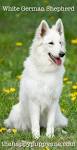 White German Shepherd Puppies for Sale - DogsNow